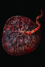 Placenta Encapsulation